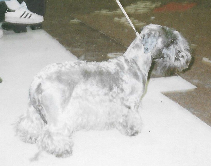 Cesky Terrier