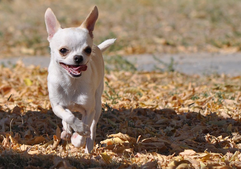 Chihuahua running outdoors through autumn leaves