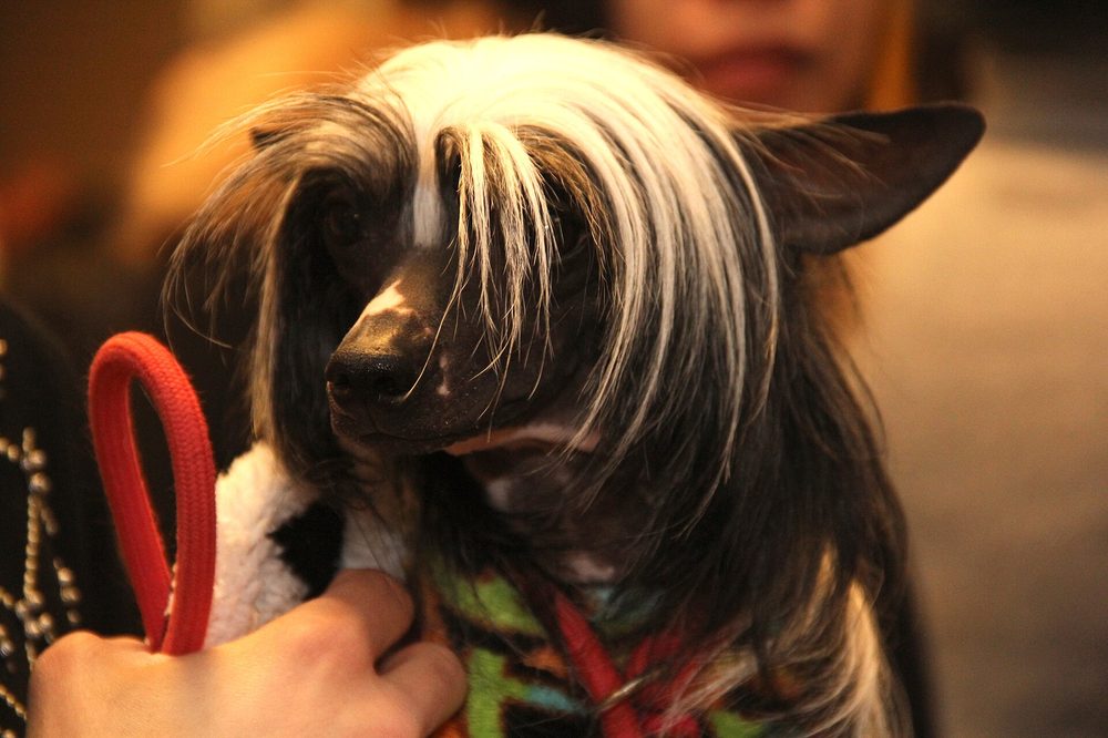 Chinese Crested