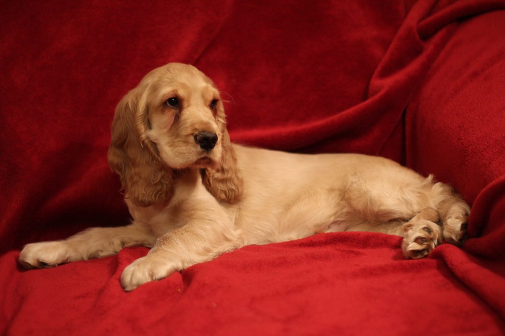 Cocker Spaniel with a black and tan coat