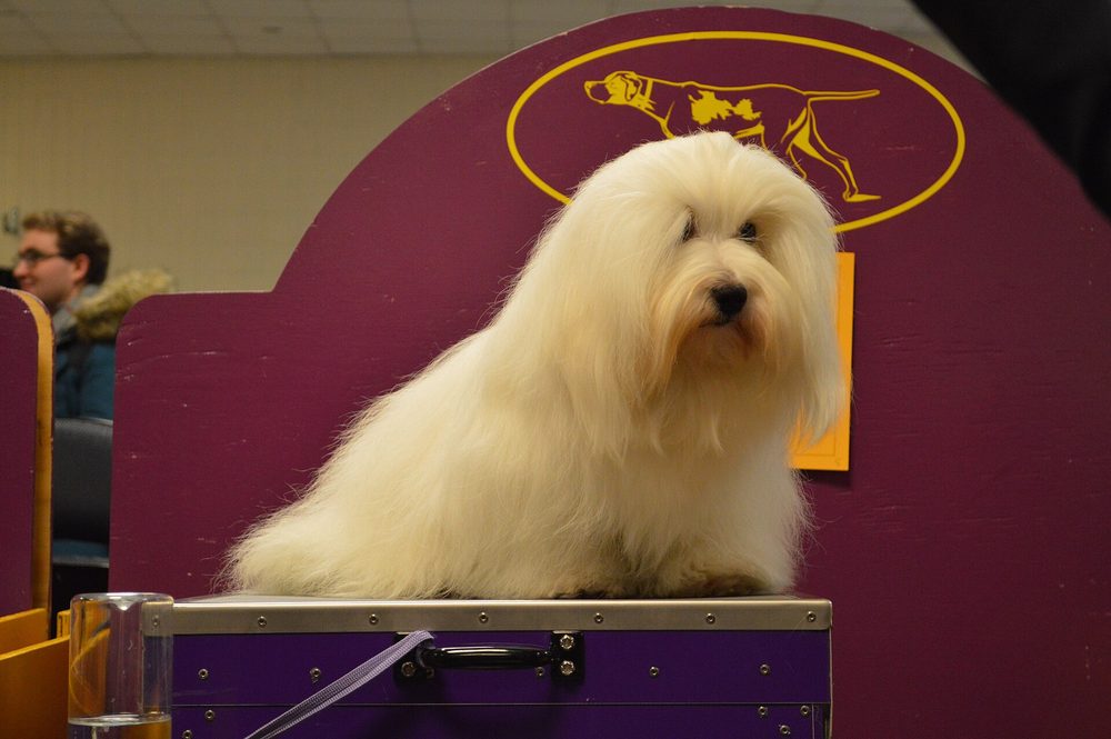 Coton De Tulear