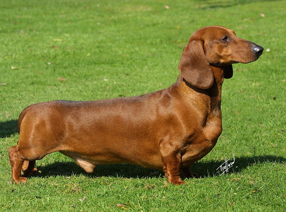 Short-haired Dachshund standing outdoors