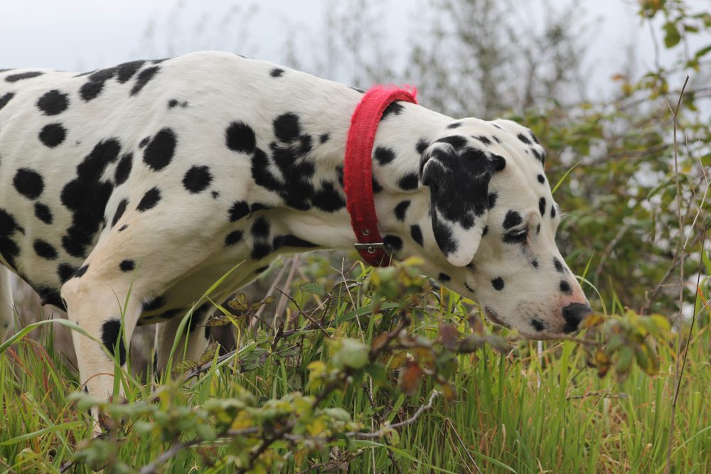 Dalmatian sniffing through grass outdoors