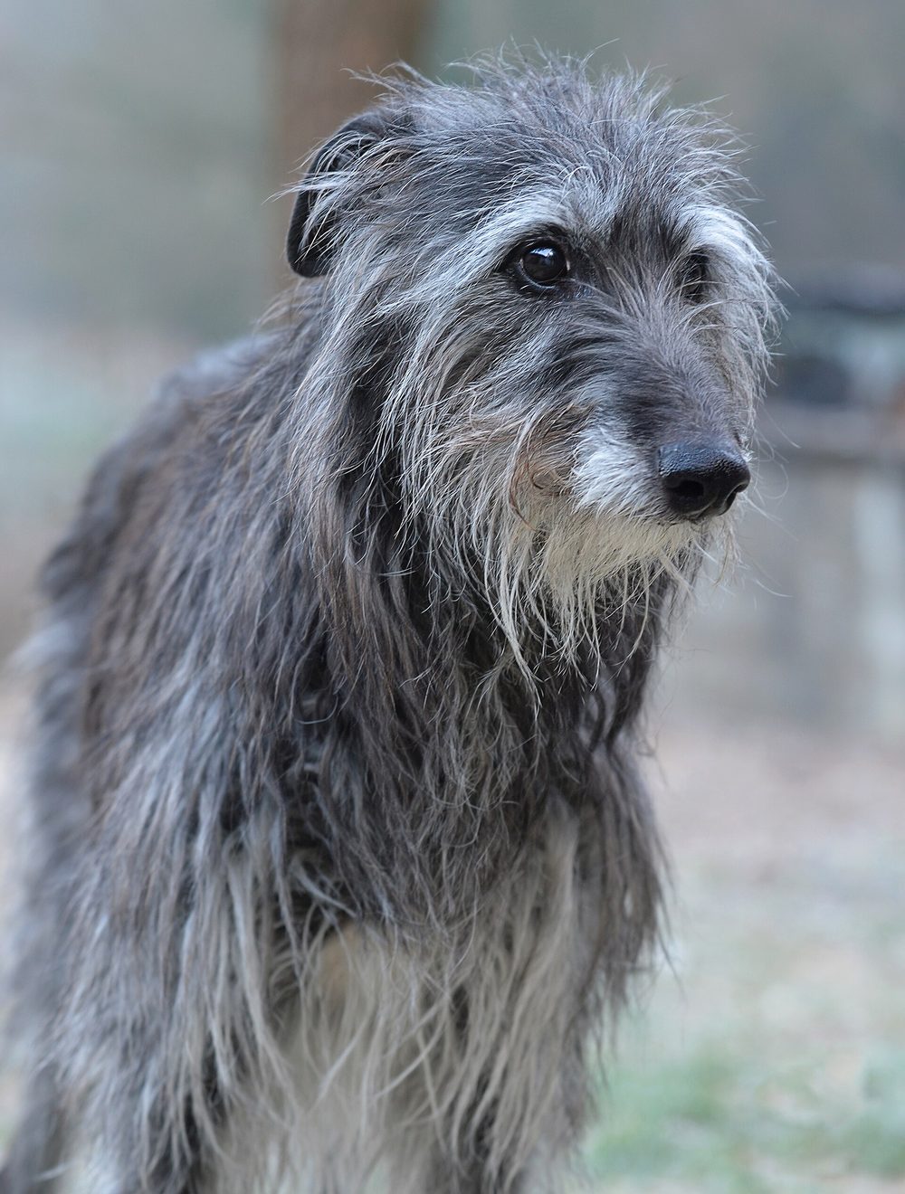 Deerhound