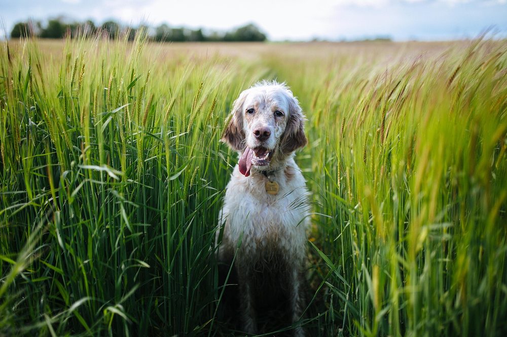 English Setter