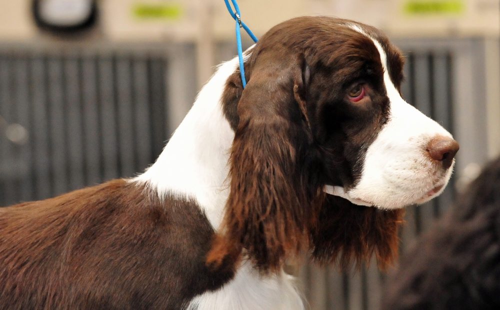 English Springer Spaniel close-up at a dog show