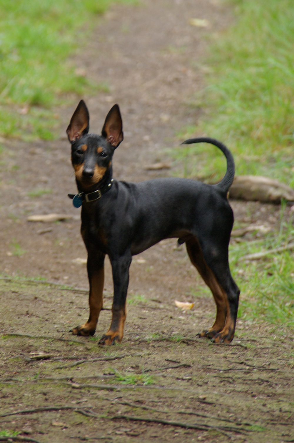 English Toy Terrier (Black & Tan)