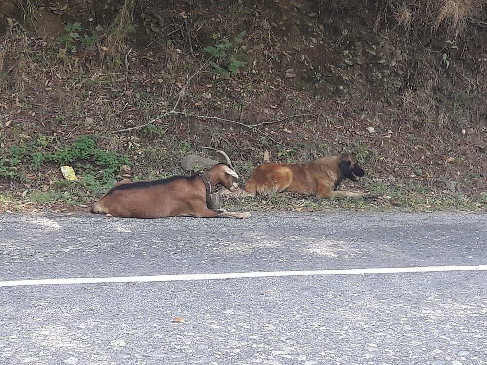 Estrela Mountain Dog