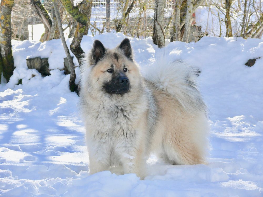Eurasier