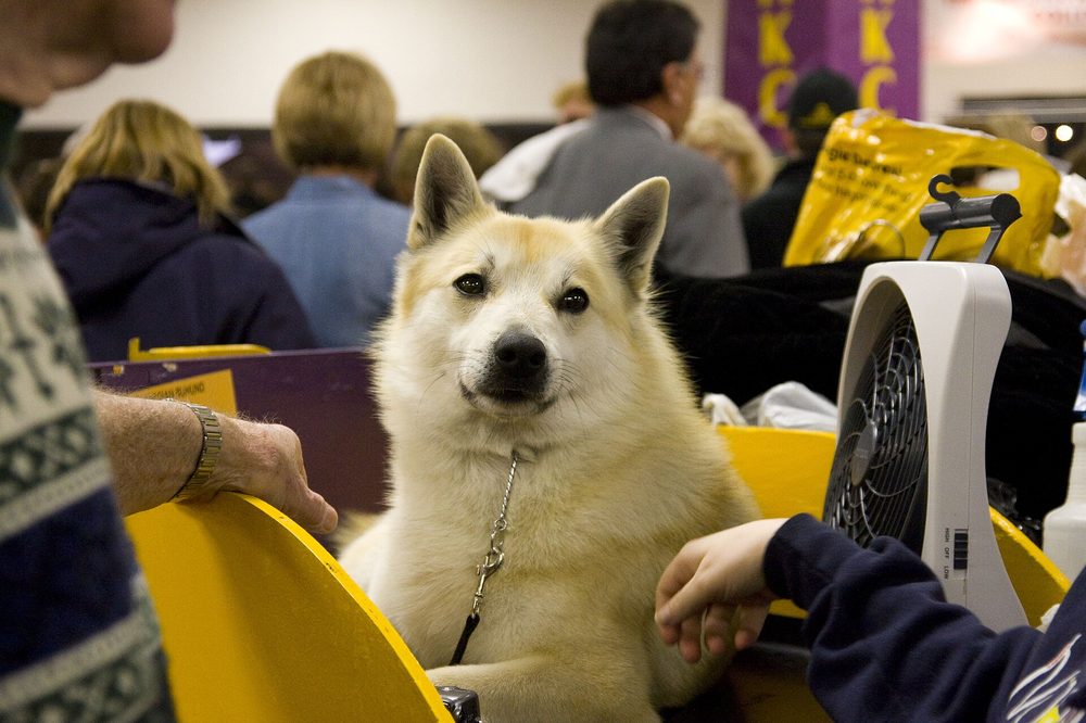 Finnish Spitz