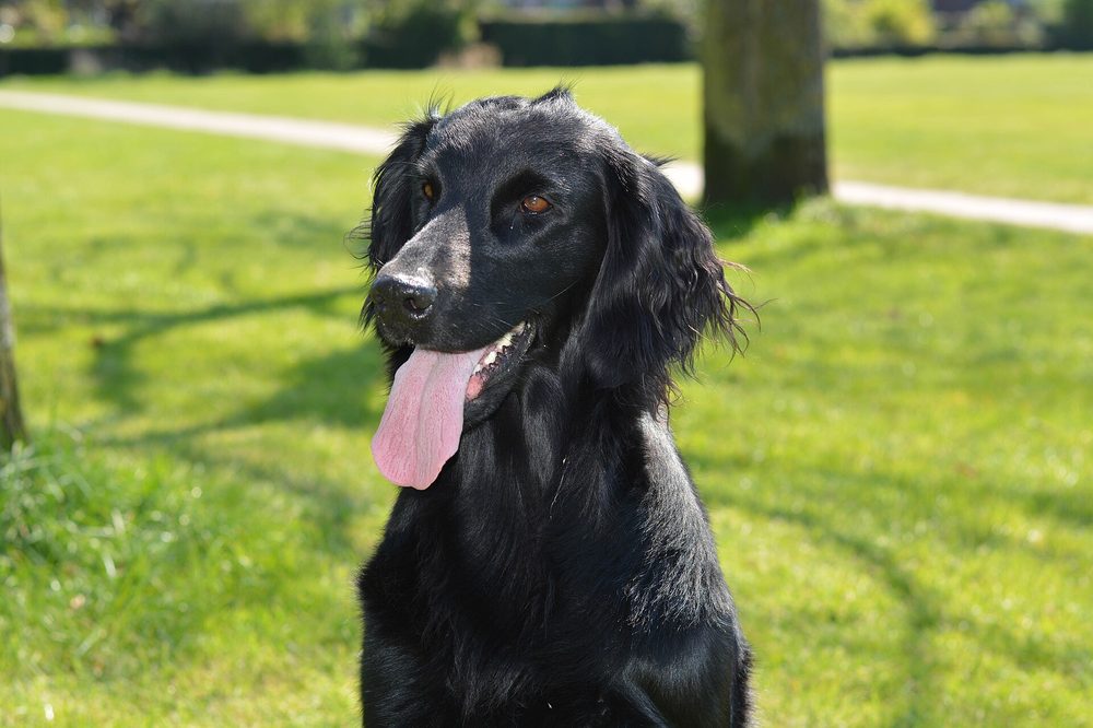 Flat Coated Retriever