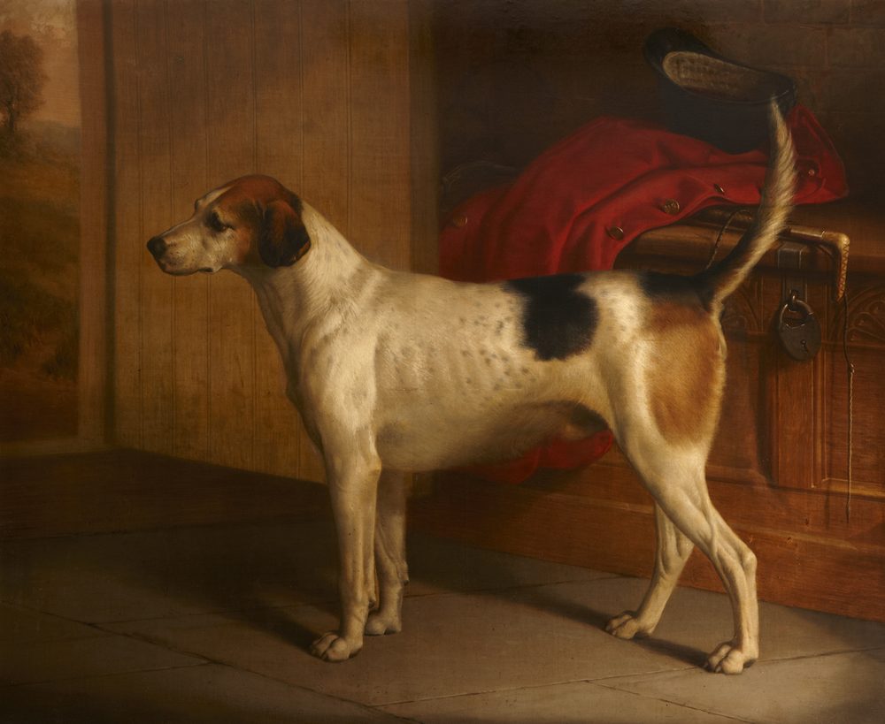Foxhound