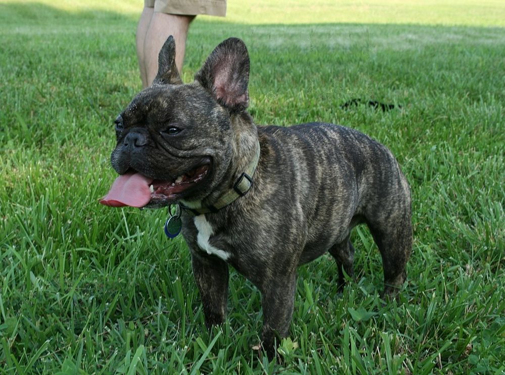French Bulldog standing on grass at a park