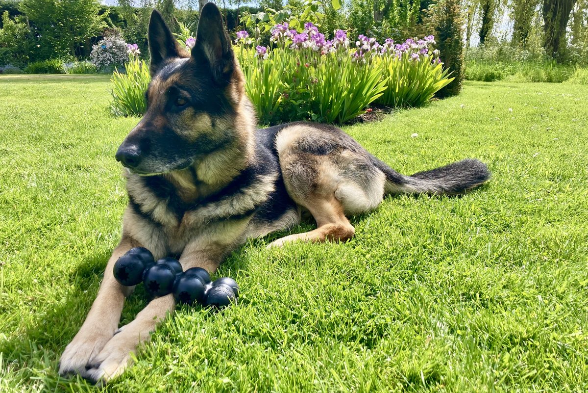 German Shepherd lying in the grass with a chew toy