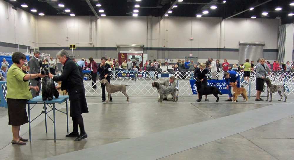 German Shorthaired Pointer