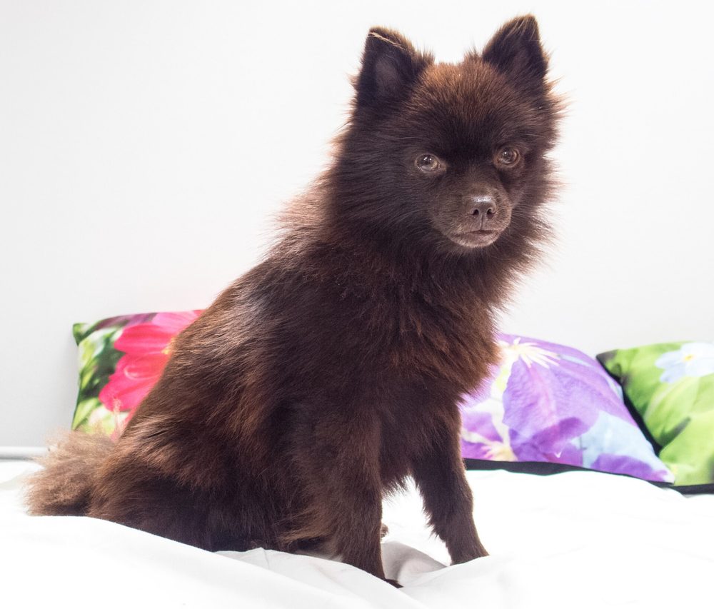 German Spitz (Klein)