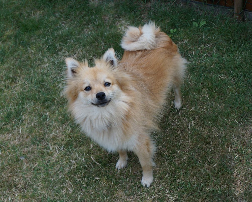 German Spitz (Mittel)