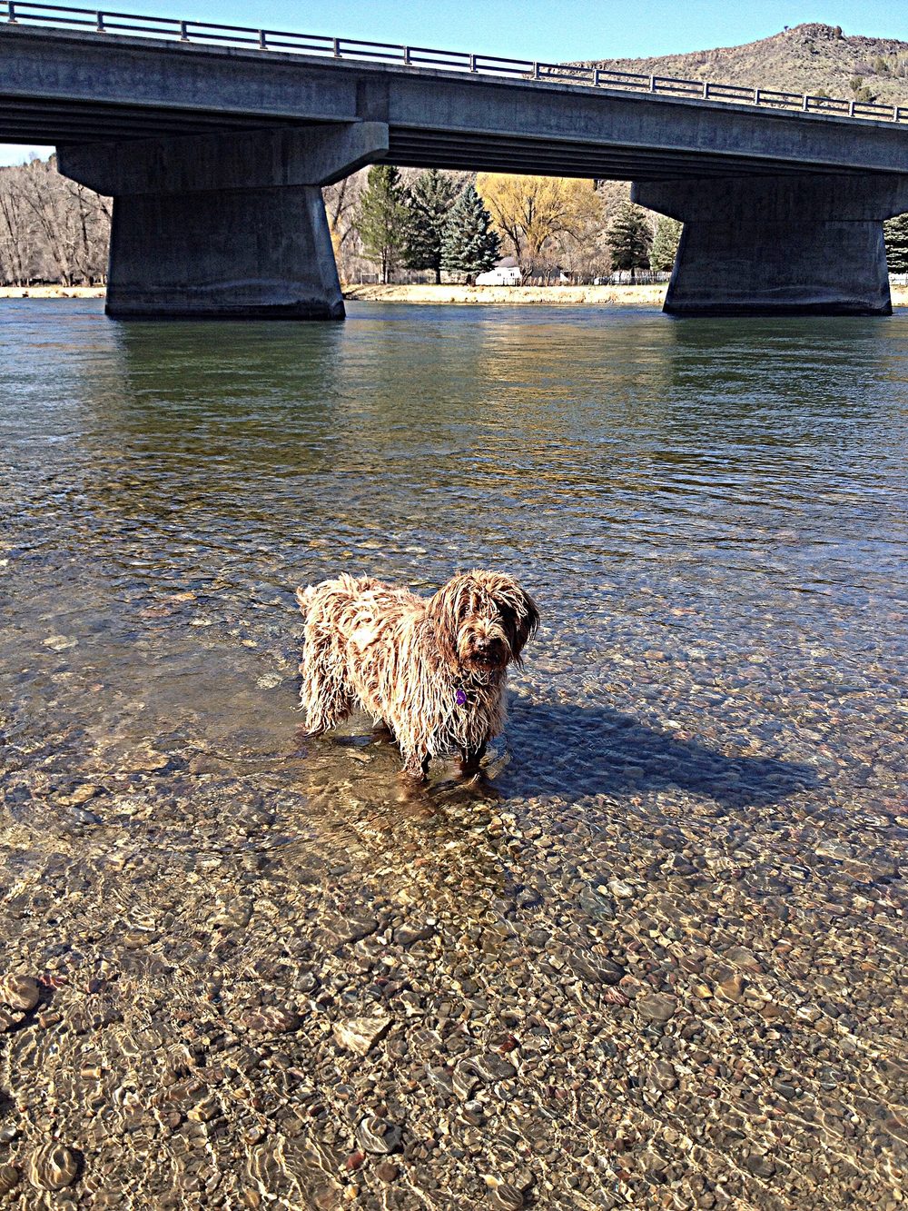 German Wirehaired Pointer