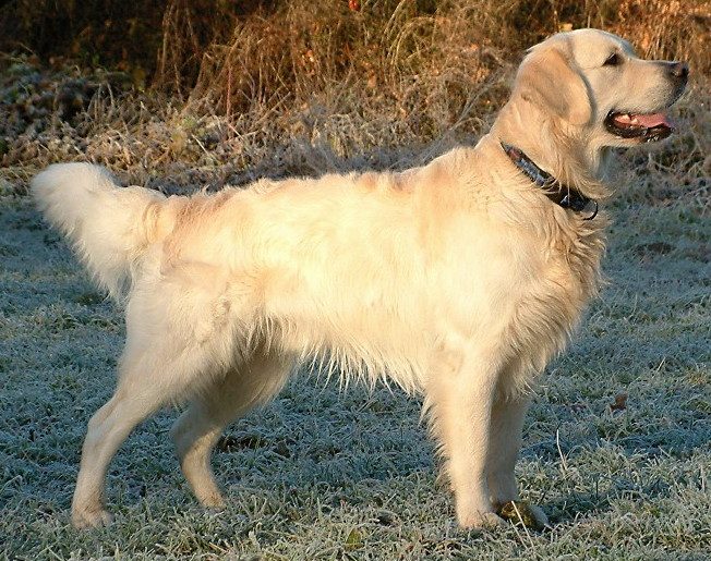 Golden Retriever shown in profile