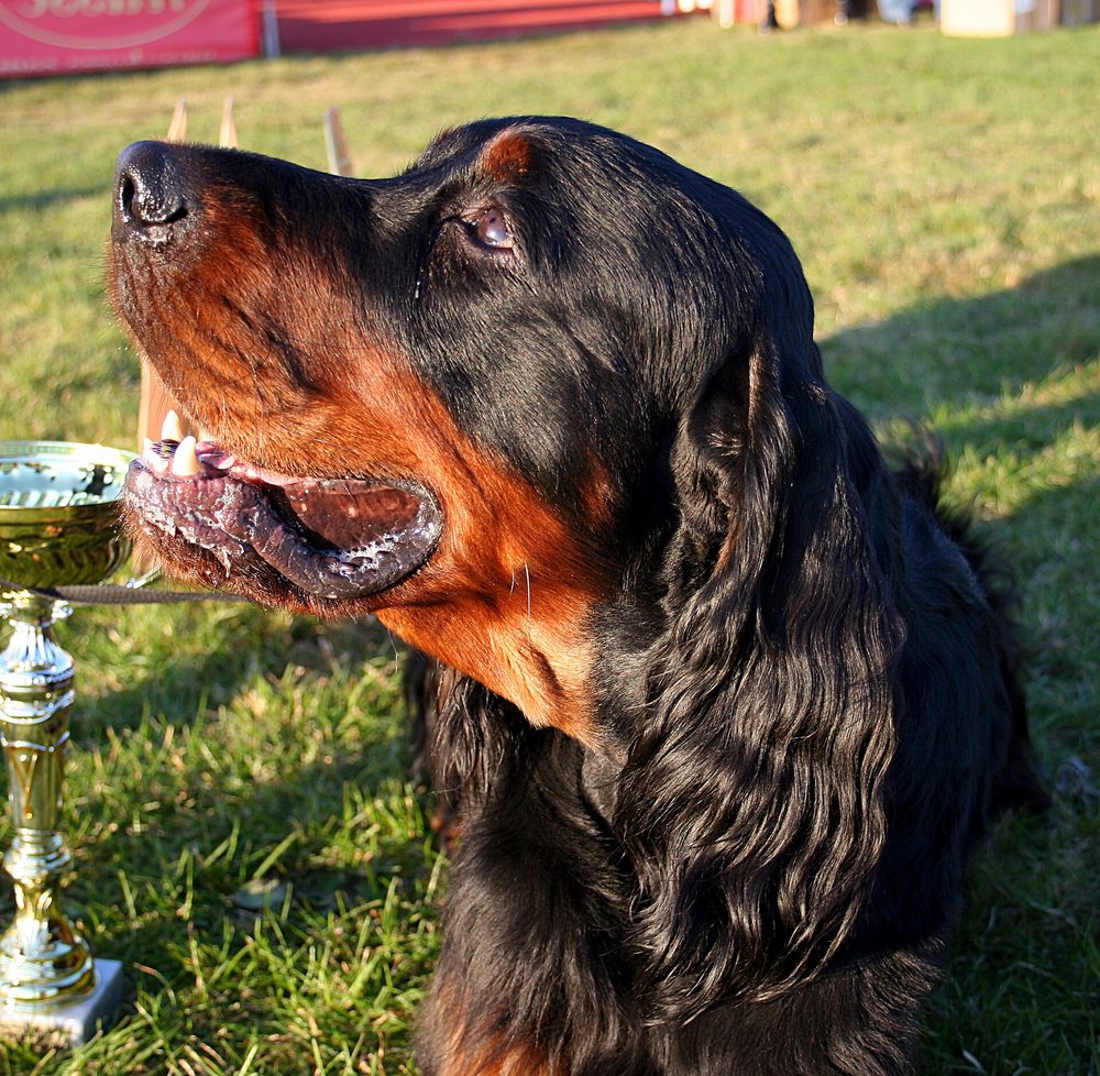 Gordon Setter