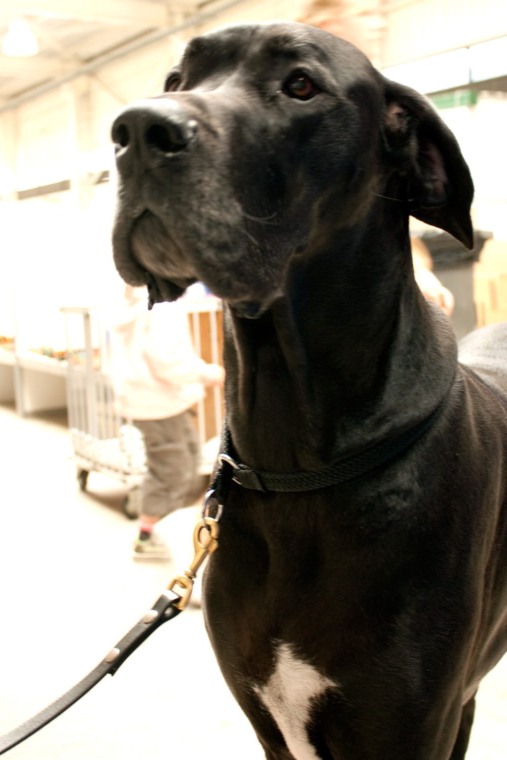 Great Dane close-up at a dog show