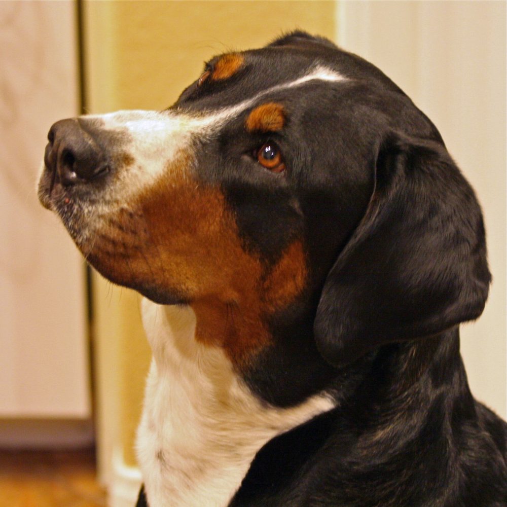 Great Swiss Mountain Dog