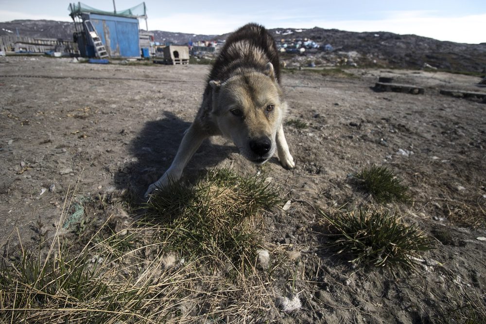 Greenland Dog