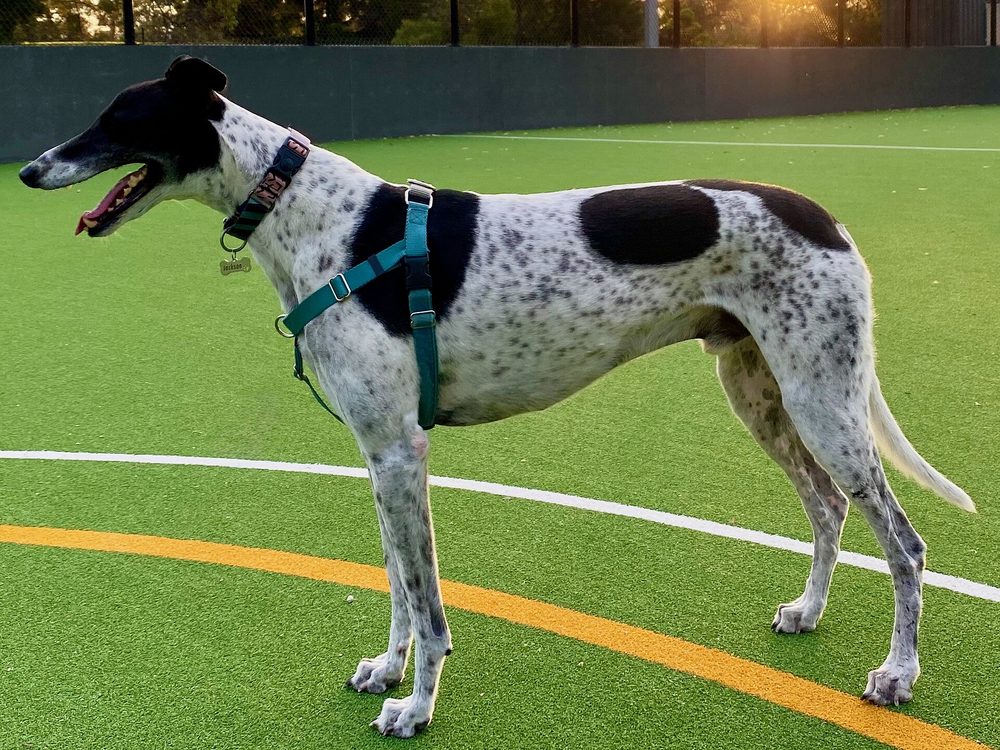 Greyhound