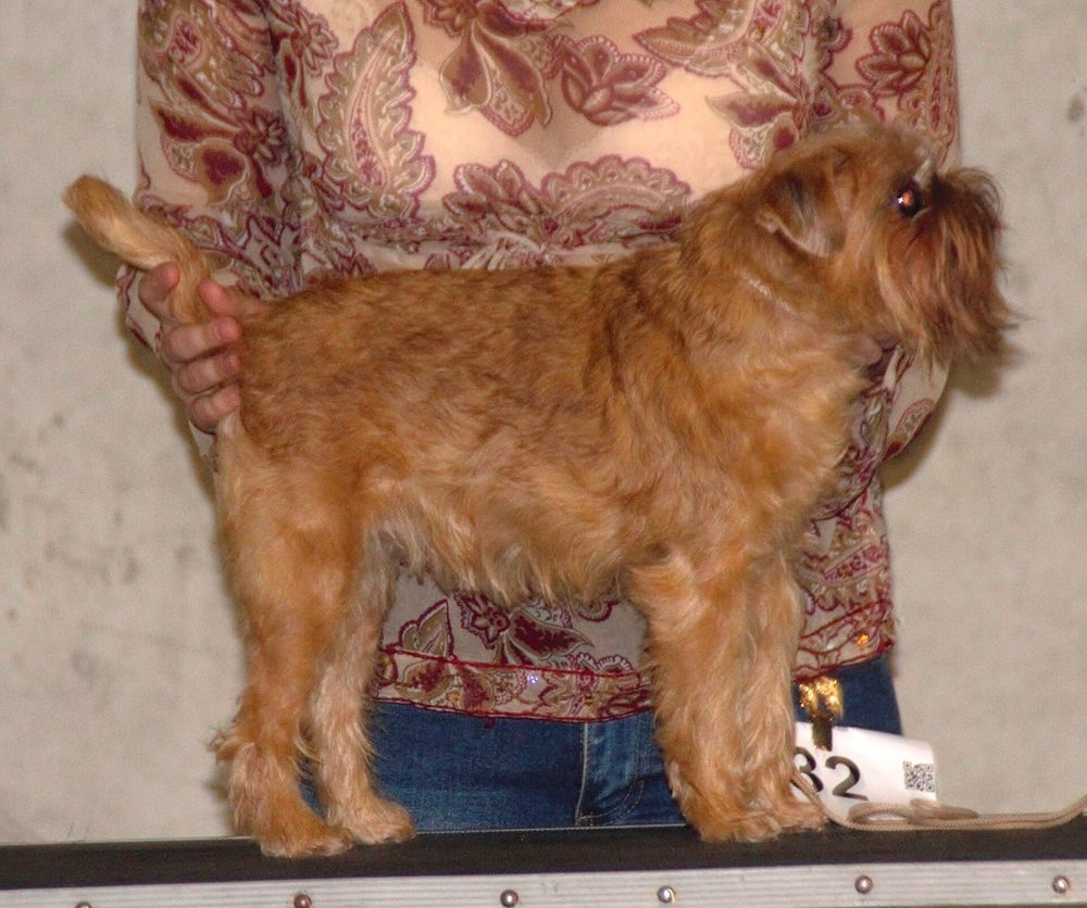 Griffon Bruxellois