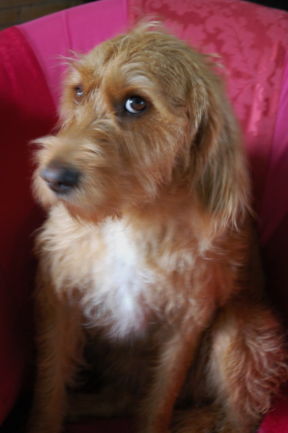 Griffon Fauve De Bretagne