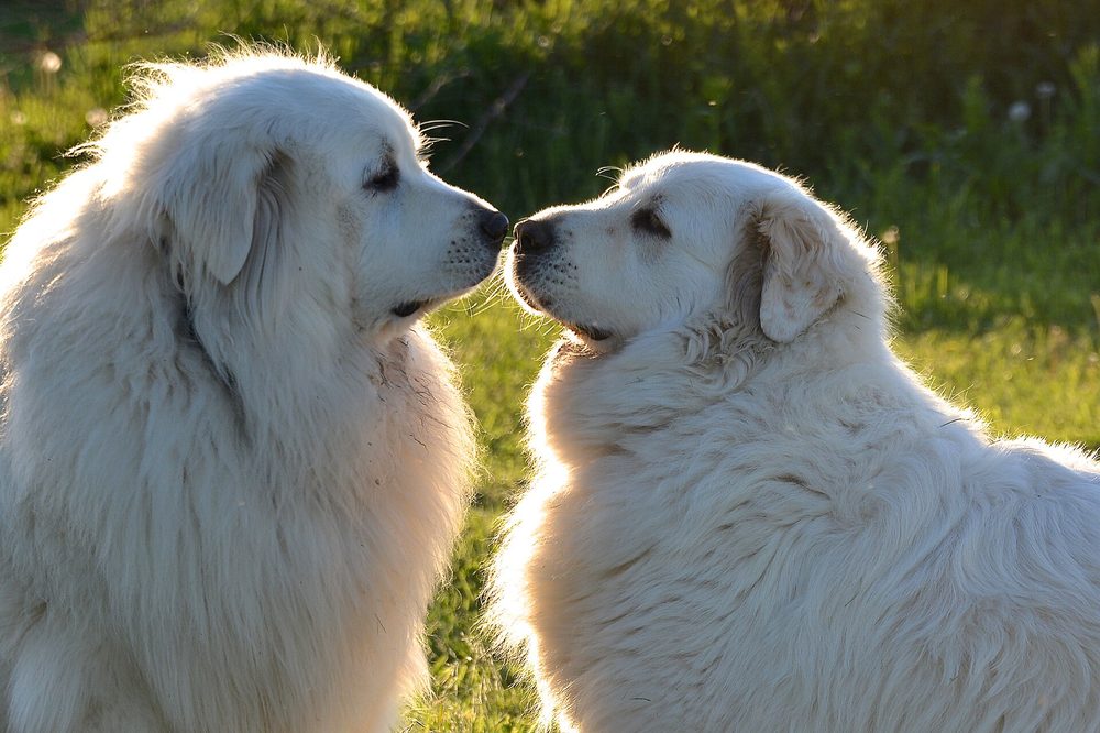 Hungarian Kuvasz