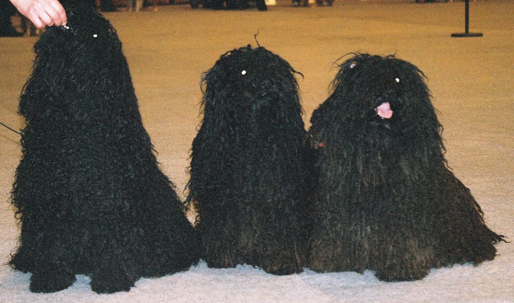 Hungarian Puli