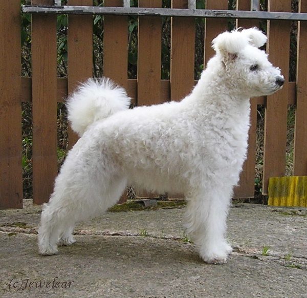 Hungarian Pumi