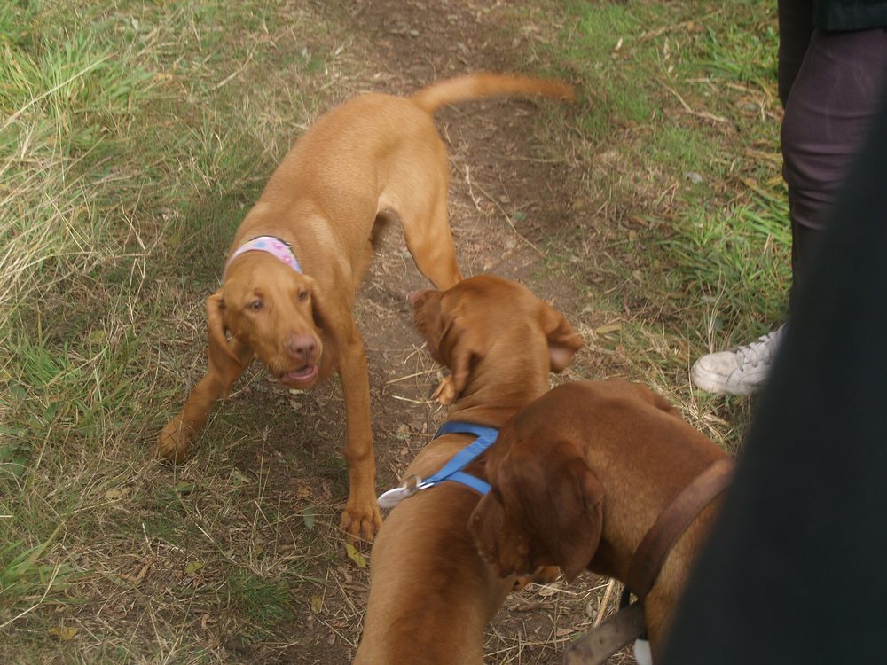 Hungarian Vizsla