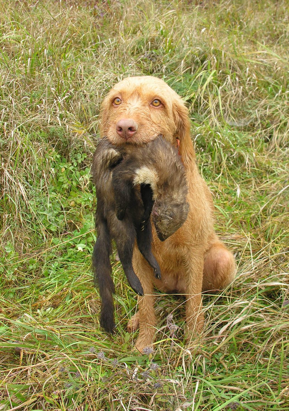 Hungarian Wirehaired Vizsla