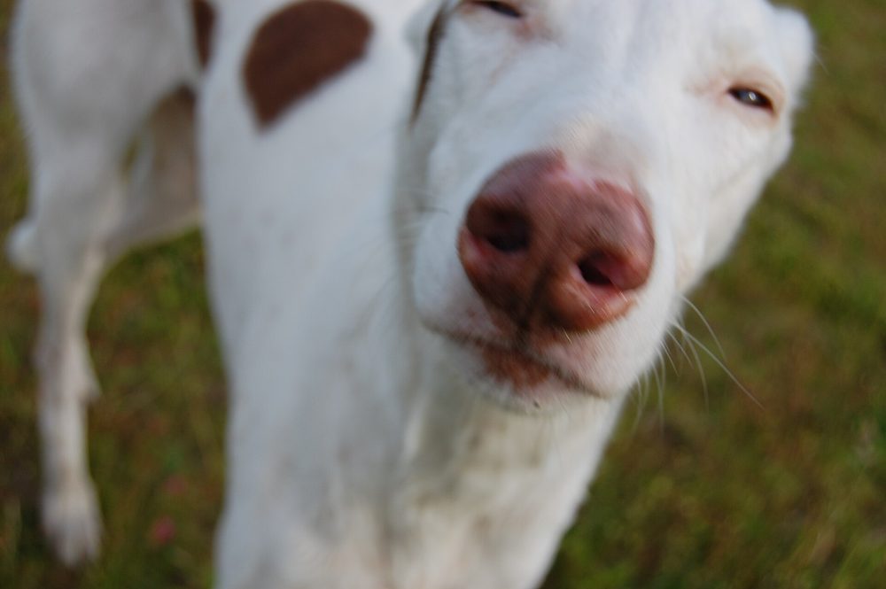 Ibizan Hound