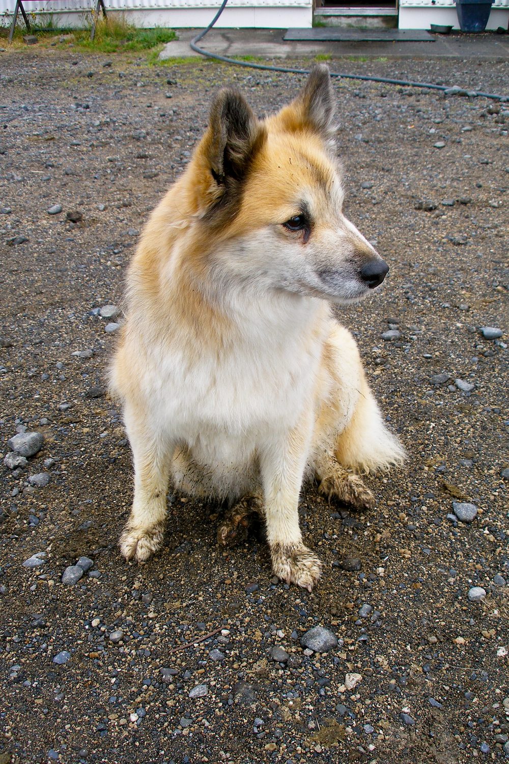 Icelandic Sheepdog