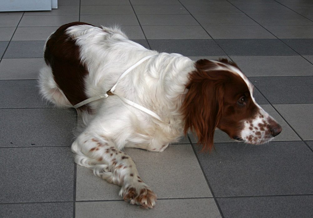 Irish Red & White Setter