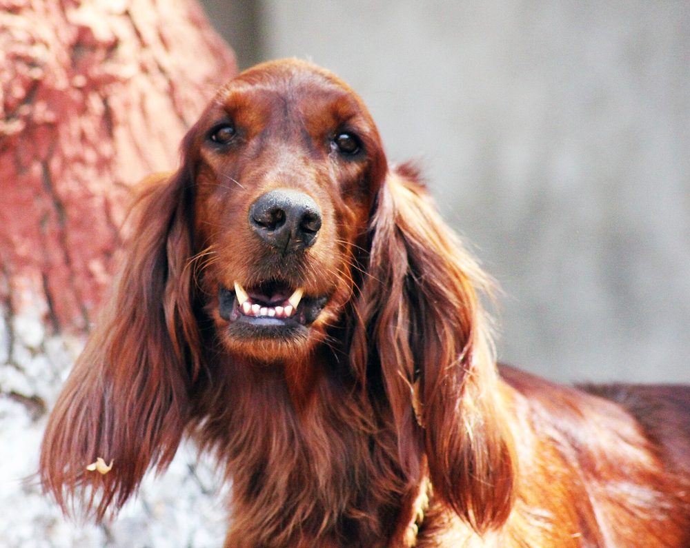 Irish Setter