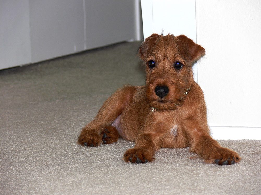 Irish Terrier