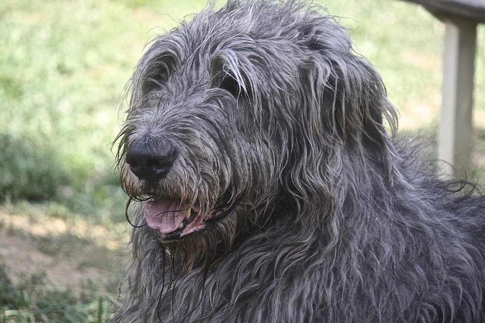 Irish Wolfhound