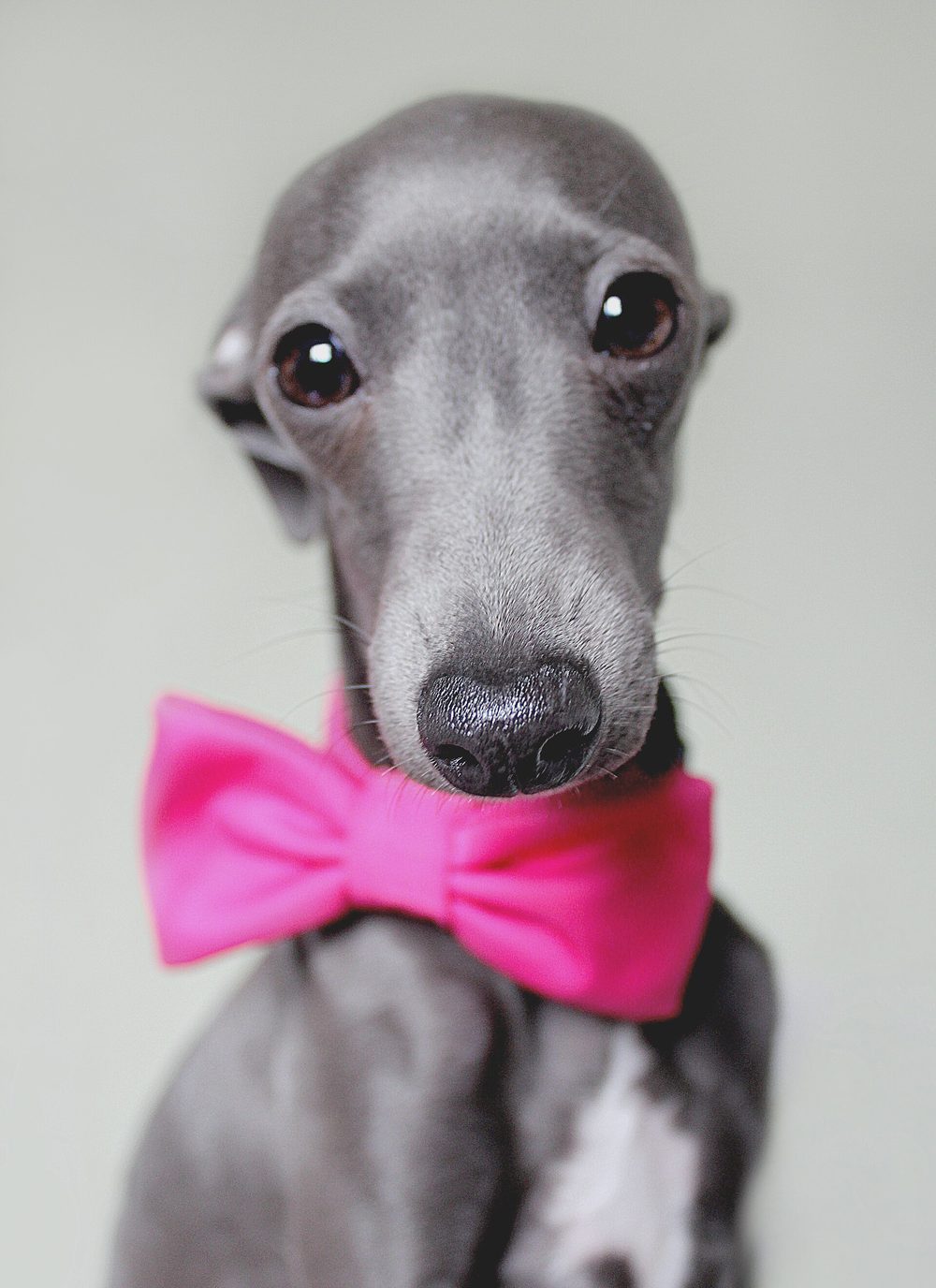 Italian Greyhound