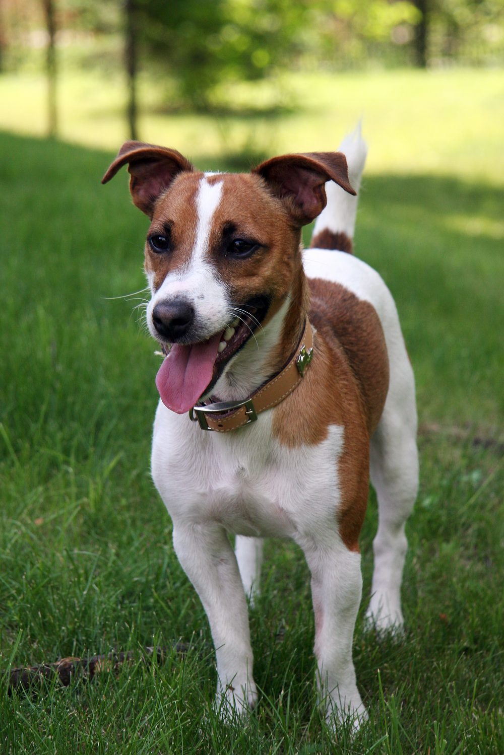 Jack Russell Terrier standing outdoors