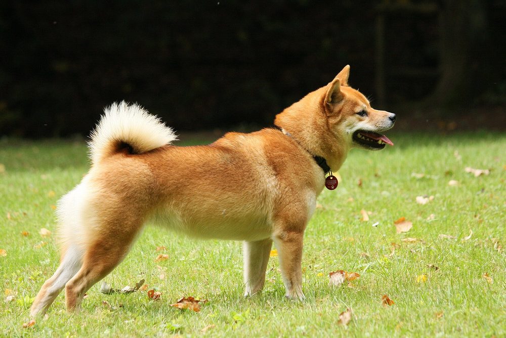 Japanese Shiba Inu