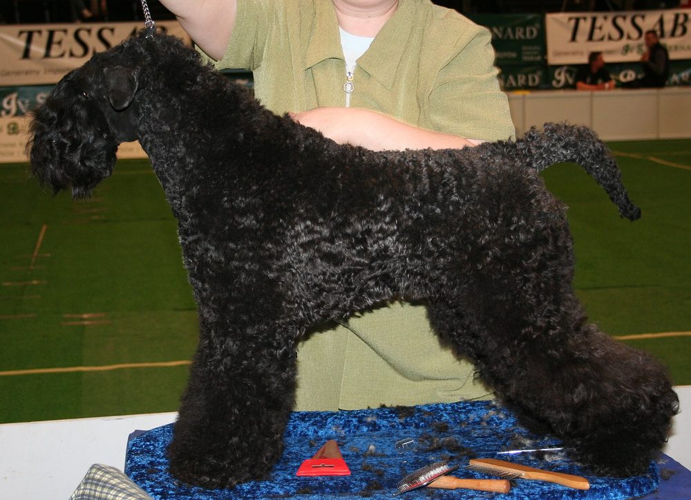 Kerry Blue Terrier