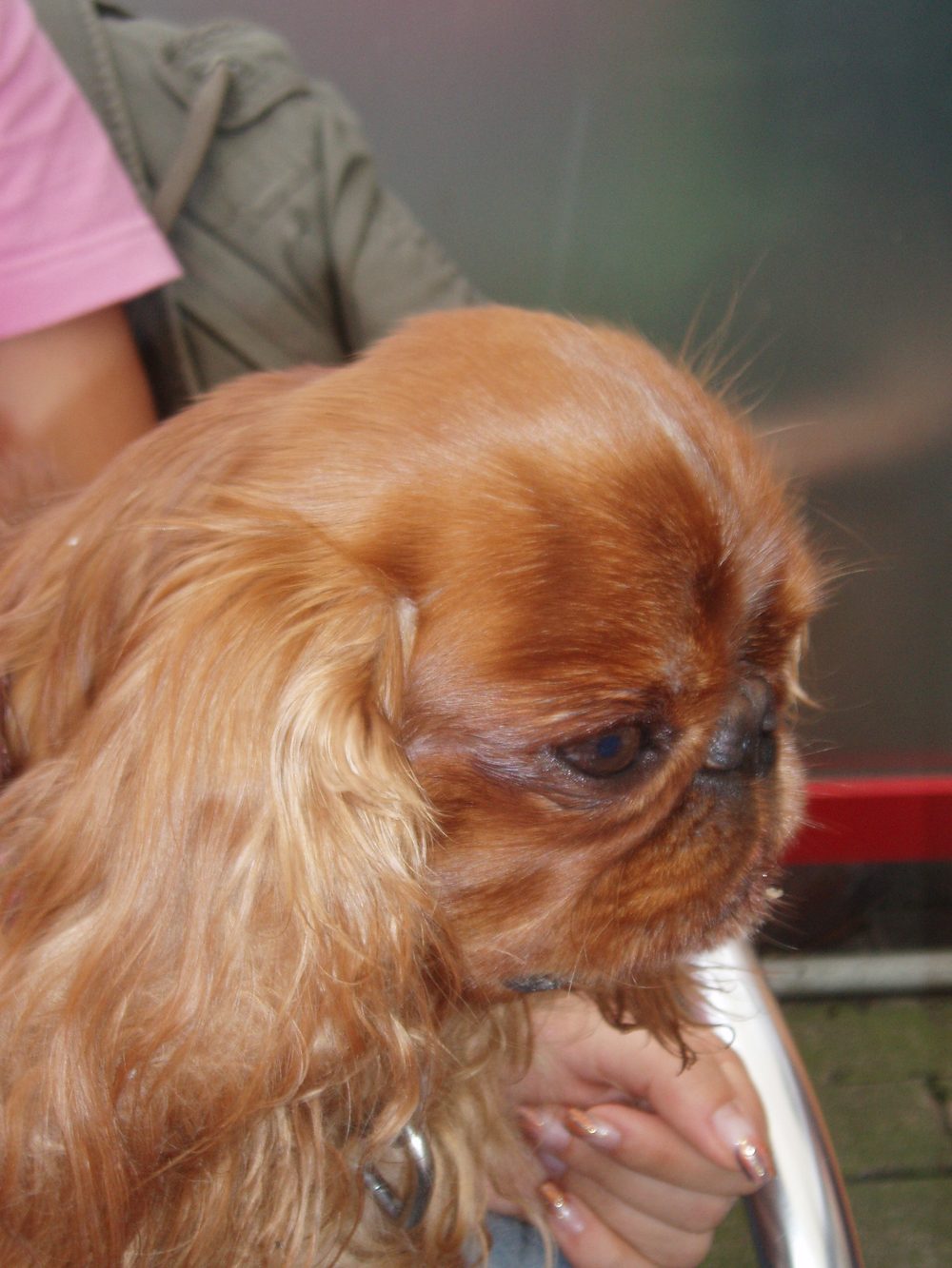 King Charles Spaniel