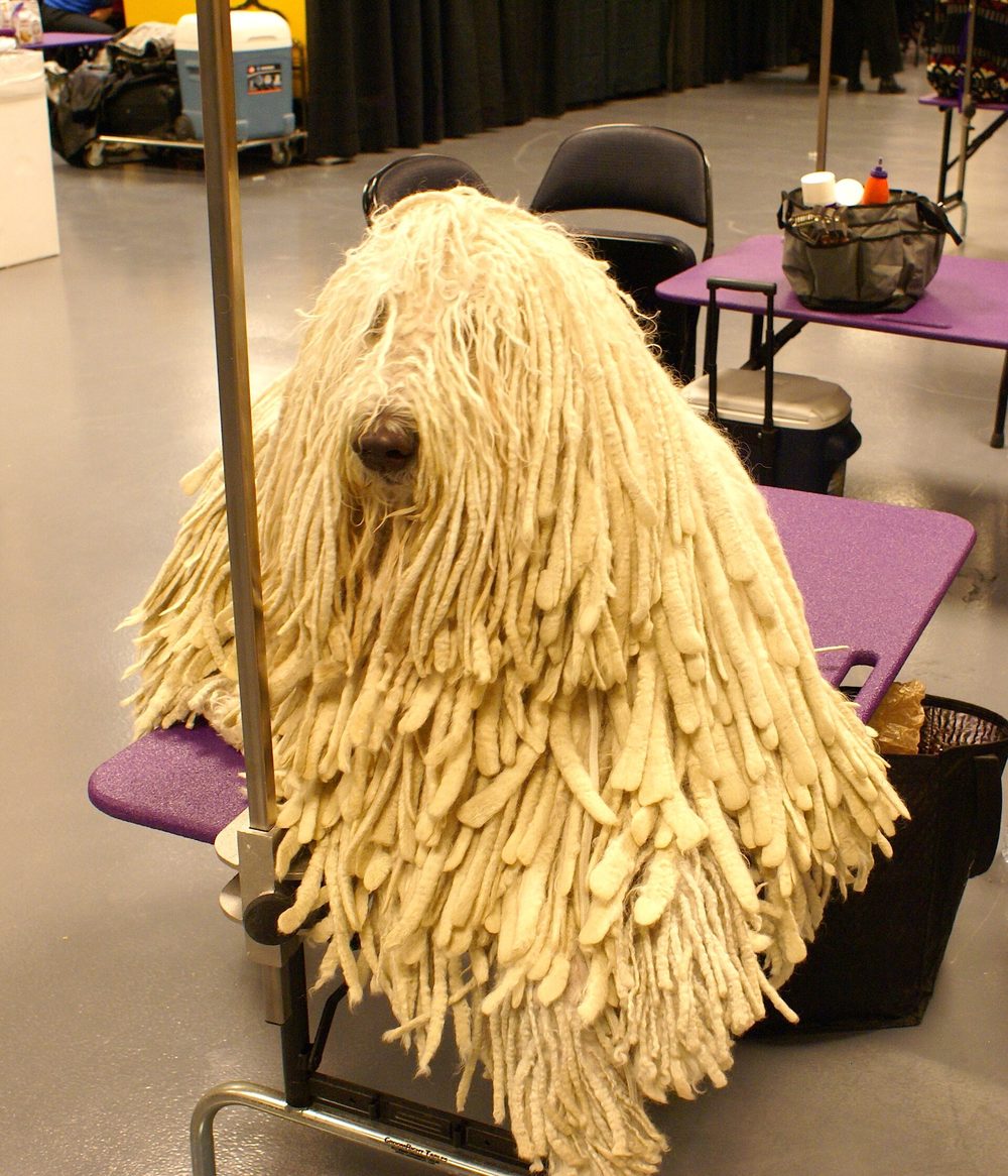 Komondor