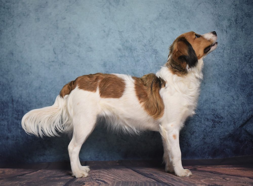 Kooikerhondje
