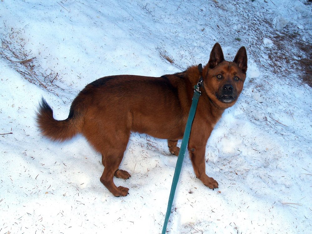 Korean Jindo