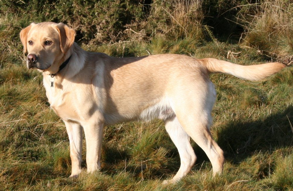 Labrador Retriever standing on a hillside path